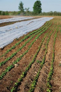 Rows of lettuce mix and spinach