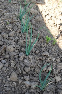 Little onions