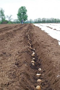 Jeff puts our first potato planting in the ground.