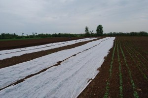 The lettuce mix and spinach look great. Under the white row cover, broccoli, cabbage and other "brassica" family crops hide from flea beetles and other hungry insects!