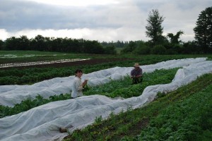 Ali and Jeff harvesting