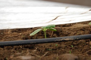 baby squash