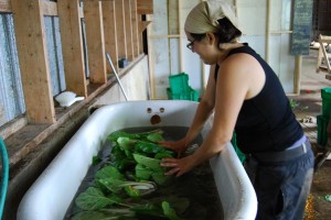 Bok choy in the bath