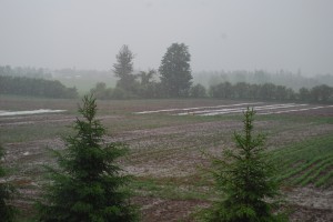 The garden in the rain