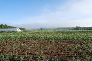 farm in the mist