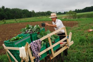 Garden Cart