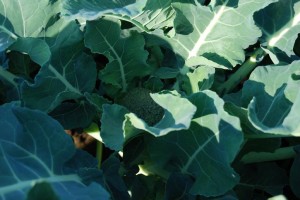 Here comes the broccoli..