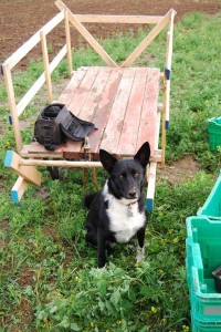 Nina and the garden cart