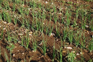 onions