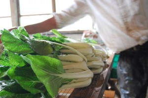 Pretty Bok Choy