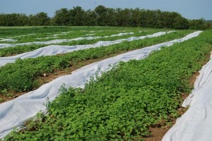 Squash and buckwheat