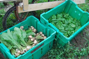 Straight from the field...