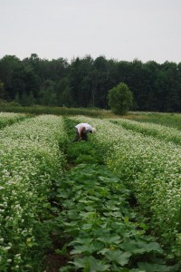 Moving squash vines