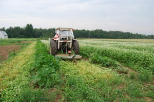 Mowing the buckwheat down