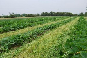 squash after mowing