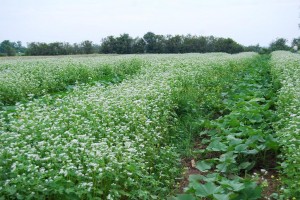 Squash and buckwheat2