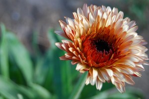 Calendula