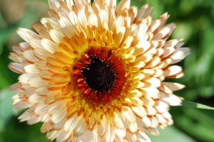 Calendula2