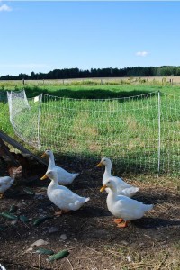 duckies