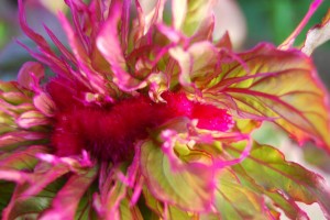 flower!