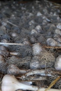 garlic curing