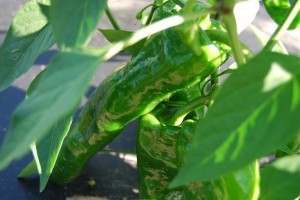 Hot Peppers