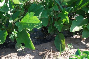 Snake in the eggplants