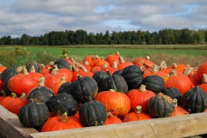 Acorns and Sunshine squash