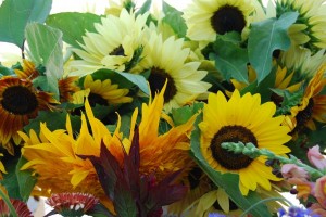 Beautiful sunflowers