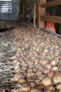 Curing onions