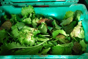 Greens