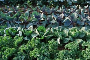 kale and cabbage