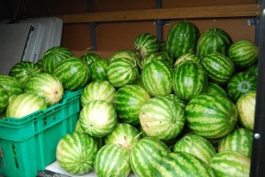 So much watermelon!