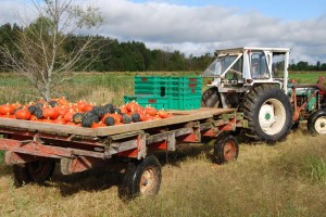 Squash harvest