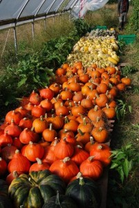 Squash in the greenhouse
