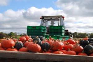 Squash on the wagon