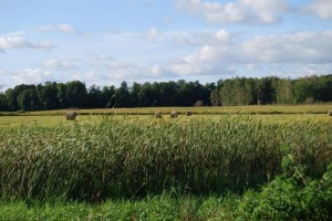 Straw bales in the field