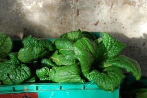 Tatsoi