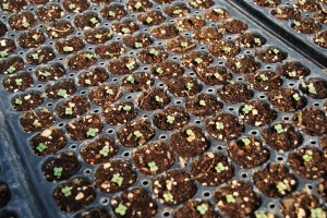 Baby brassicas