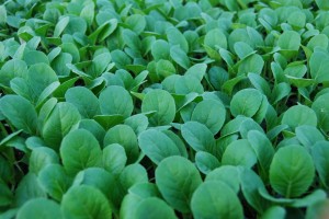 Bok Choy