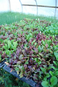 Chard seedlings