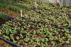 Chard sprouts