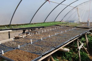 Early greenhouse