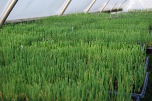 Onion seedlings