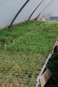 Onion sprouts