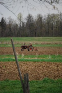 Bennet discing in his grain trials