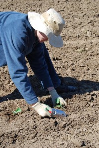 Planting cabbage