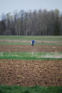 Sowing grain