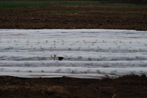 Brassica (cabbage family) seedlings under protective row cover