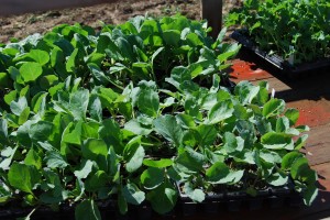 Broccoli seedlings